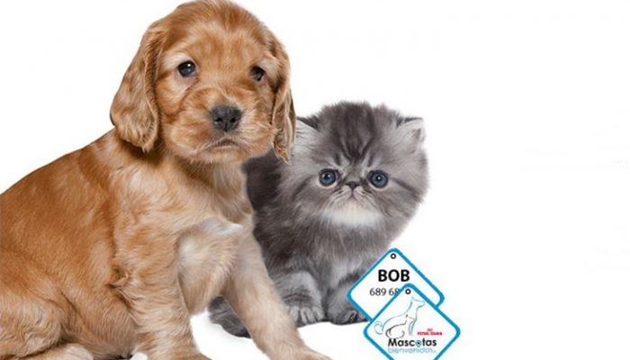 Viajar con mascotas: Ahora más fácil que nunca